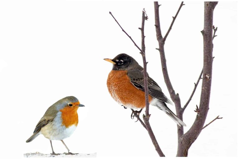 What is the difference between a robin and an American robin