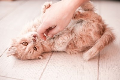 The Best Cat Tickling Stories On The Internet