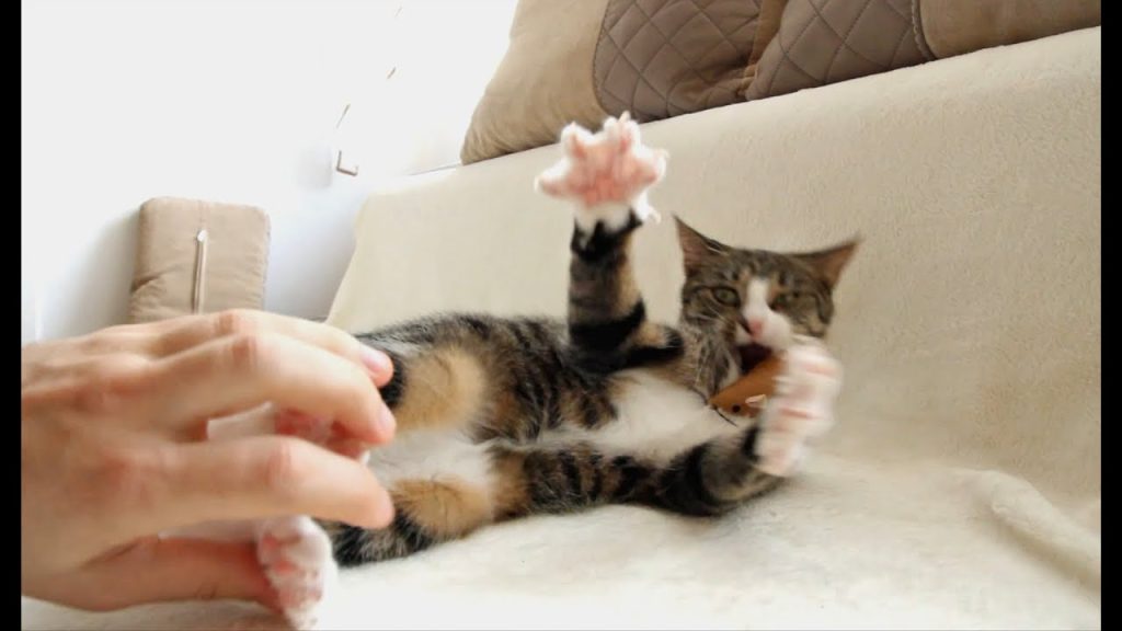 cat tickling