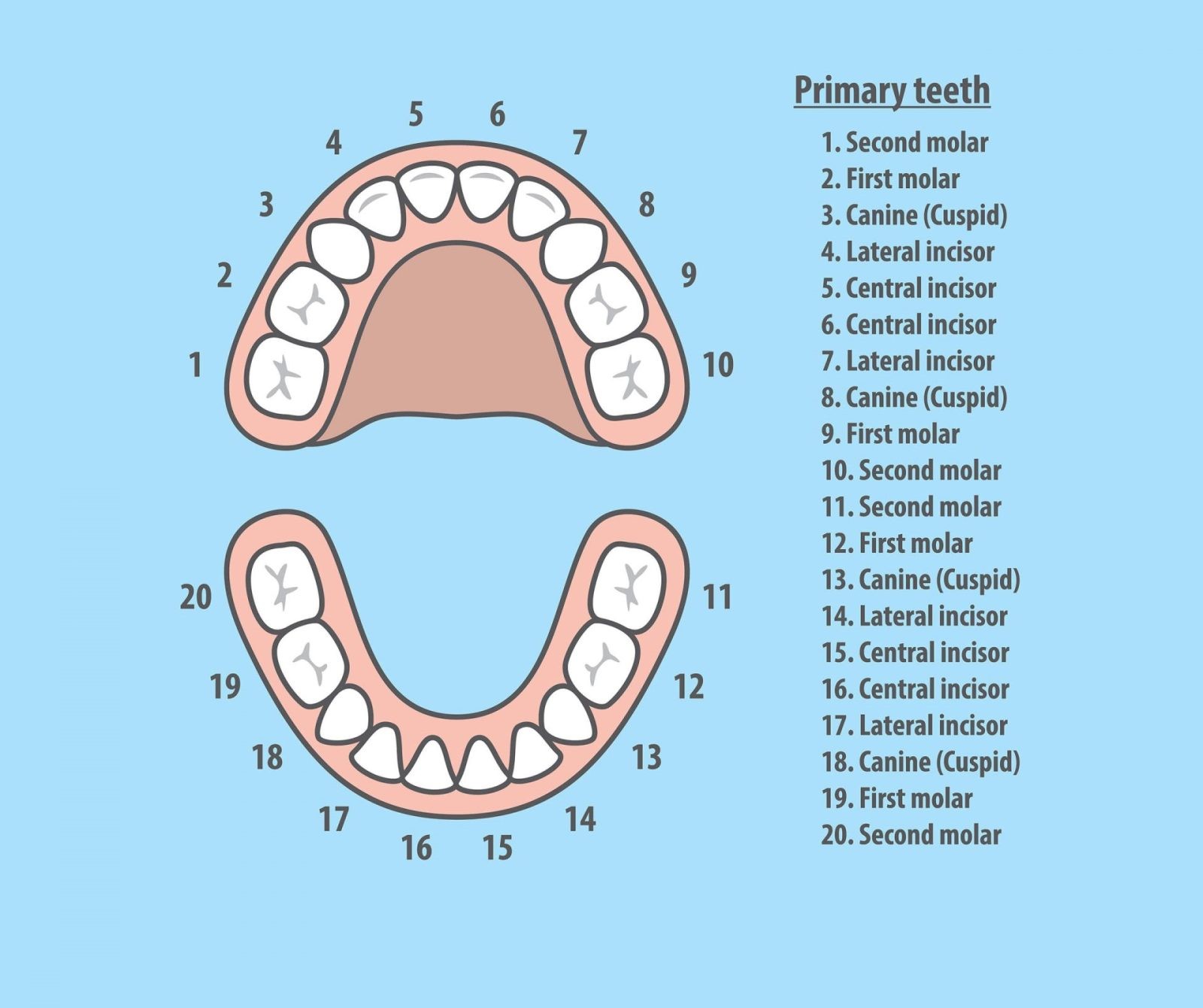 teeth number chart