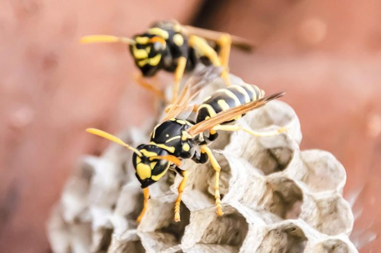 How To Safely Get Rid Of Wasp Nests In 7 Easy Steps