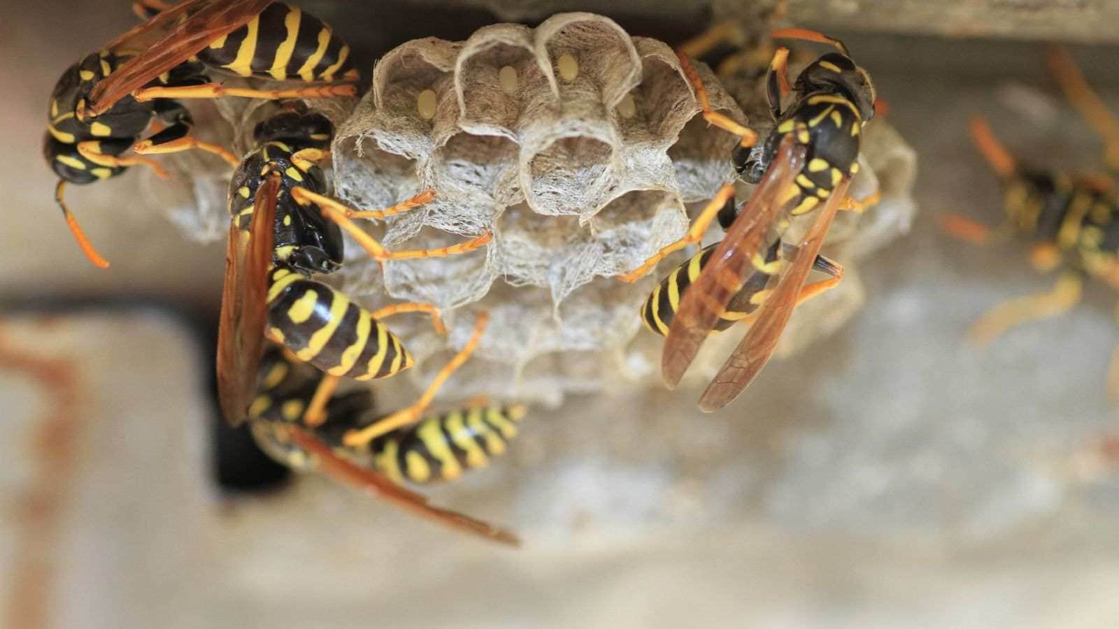 How to Get Rid of Wasps Effectively and Prevent Future Nests
