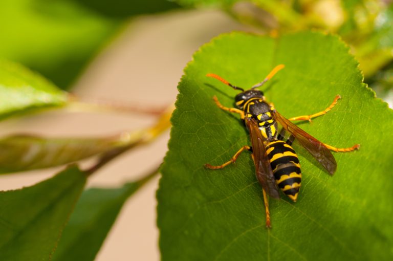 Take Flight: Natural Ways to Deter Wasps from Nesting on Your Property