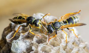 Wasps on Nest 500x300 1