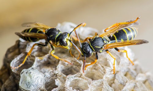 Effective Pest Control for Wasp Infestations: Prevention and Treatment Methods